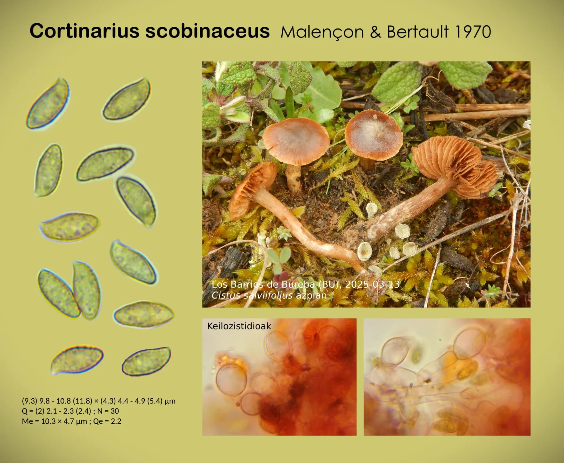 Microscopía de Cortinarius scobinaceus